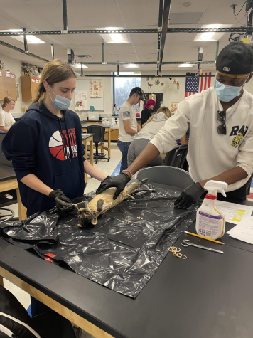 Seniors Emme Heimlich and Cameron Moore prepare to cut the stomach of their dead cat open in Ms. Delucas Human Anatomy class. 