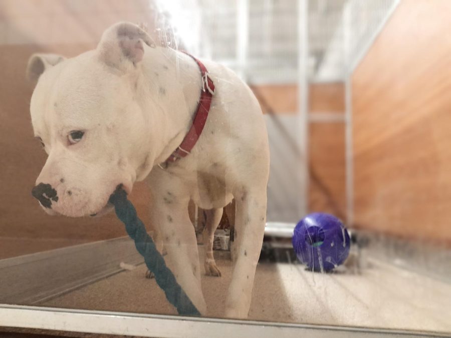 A Pit Bull named Frost is in search of a home at the Animal Protection Association in Brentwood.