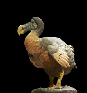 Dead as a Dodo