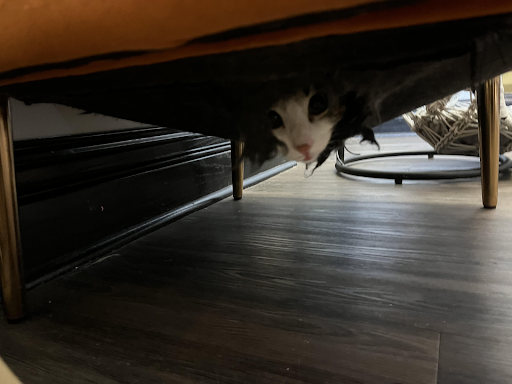 A cat up for adoption sticks its head out of a chair to play at the Whisker Station Cat Cafe in Downtown Kirkwood. 