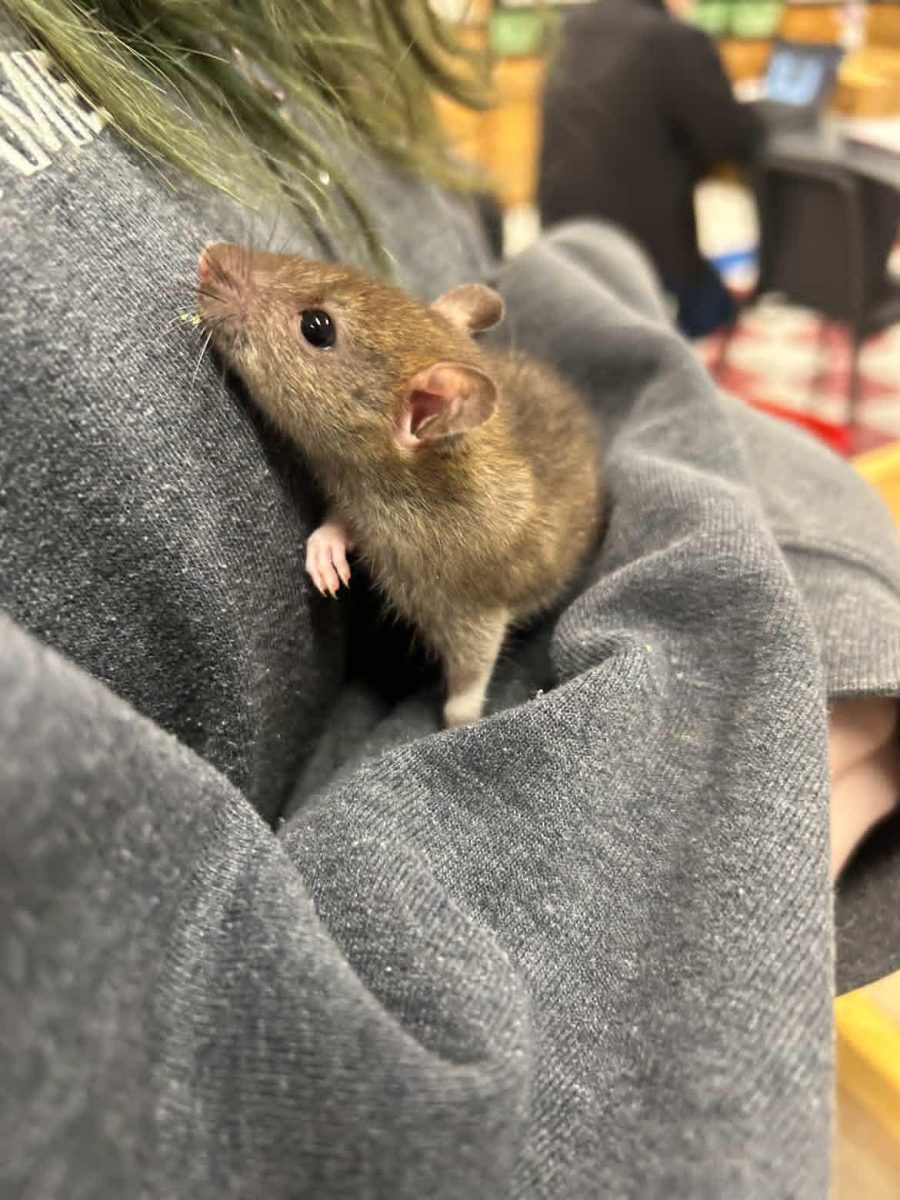 Scout Creech holds their pet rat.