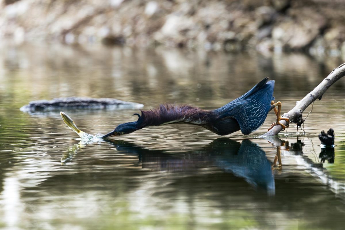 Junior Ivan Leung took first place in a Missouri Department of Natural Resources photo contest. His photo is of a Green Heron fishing at Castlewood State Park. Leung is the president of the Photo Club at South.