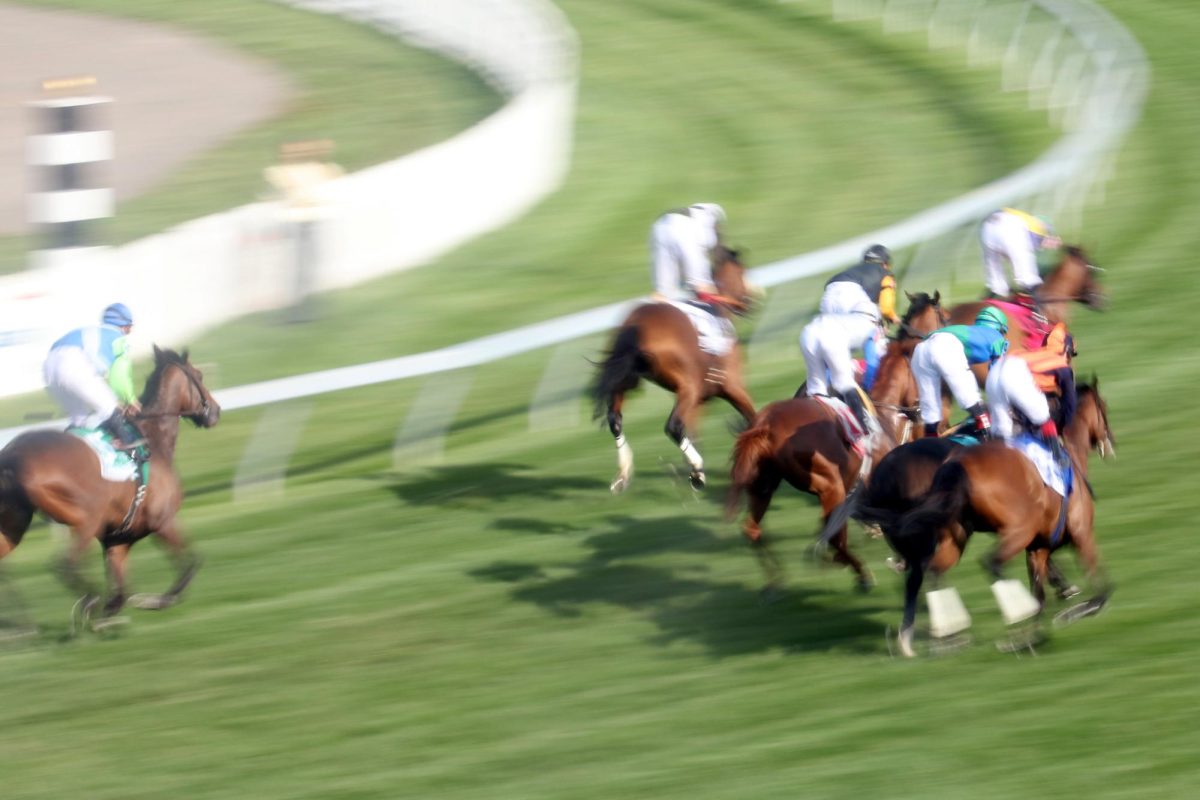 Horses gallop down the course at the 2016 Preakness Stakes at Pimlico Race Course in Baltimore, Maryland. 